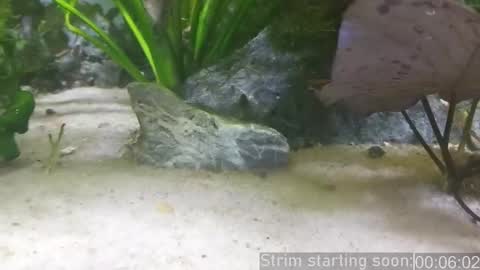 Snapshot of booker_baxton chatting on 12, 3, 2025 Booker Baxton online show from 12, 3, 2025