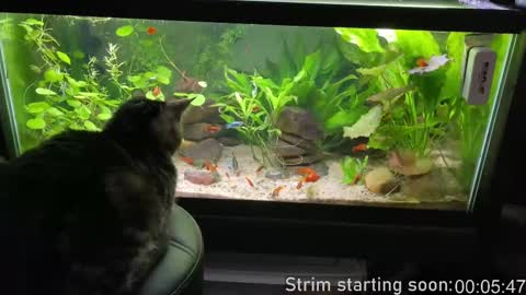 Snapshot of booker_baxton chatting on 9, 9, 2025 Booker Baxton online show from 9, 9, 2025