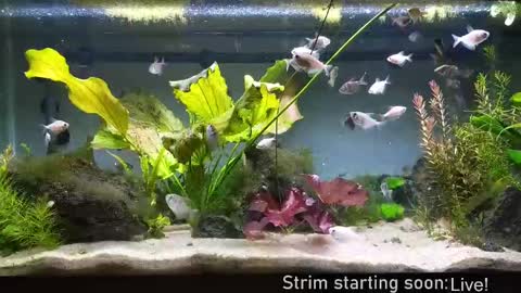 Snapshot of booker_baxton chatting on 25, 9, 2025 Booker Baxton online show from 25, 9, 2025