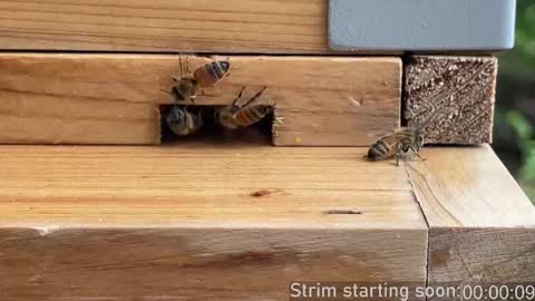 Snapshot of booker_baxton chatting on 26, 9, 2025 Booker Baxton online show from 26, 9, 2025