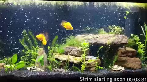 Snapshot of booker_baxton chatting on 1, 10, 2025 Booker Baxton online show from 1, 10, 2025