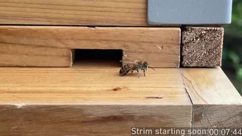 Snapshot of booker_baxton chatting on 2, 10, 2025 Booker Baxton online show from 2, 10, 2025