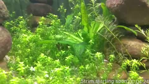 Snapshot of booker_baxton chatting on 5, 10, 2025 Booker Baxton online show from 5, 10, 2025