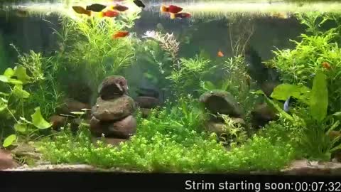 Snapshot of booker_baxton chatting on 7, 10, 2025 Booker Baxton online show from 7, 10, 2025