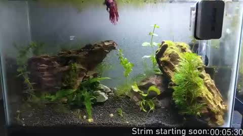 Snapshot of booker_baxton chatting on 10, 10, 2025 Booker Baxton online show from 10, 10, 2025