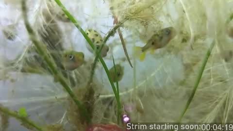 Snapshot of booker_baxton chatting on 23, 10, 2025 Booker Baxton online show from 23, 10, 2025