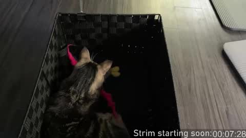 Snapshot of booker_baxton chatting on 26, 10, 2025 Booker Baxton online show from 26, 10, 2025