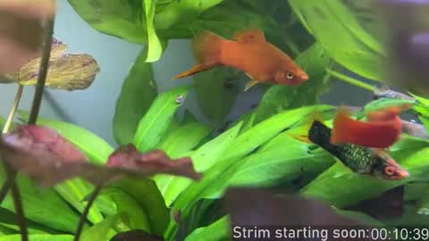 Snapshot of booker_baxton chatting on 28, 10, 2025 Booker Baxton online show from 28, 10, 2025