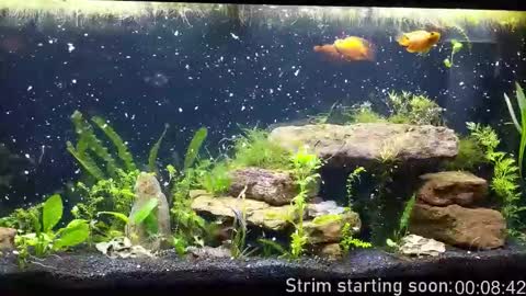 Snapshot of booker_baxton chatting on 29, 10, 2025 Booker Baxton online show from 29, 10, 2025