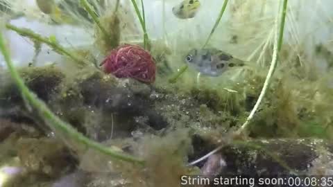 Snapshot of booker_baxton chatting on 6, 11, 2025 Booker Baxton online show from 6, 11, 2025