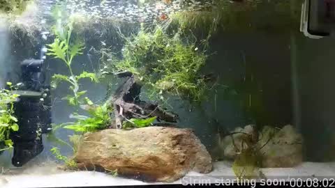 Snapshot of booker_baxton chatting on 12, 11, 2025 Booker Baxton online show from 12, 11, 2025