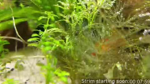 Snapshot of booker_baxton chatting on 14, 11, 2025 Booker Baxton online show from 14, 11, 2025