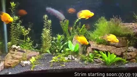 Snapshot of booker_baxton chatting on 15, 11, 2025 Booker Baxton online show from 15, 11, 2025