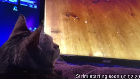 Snapshot of booker_baxton chatting on 16, 11, 2025 Booker Baxton online show from 16, 11, 2025