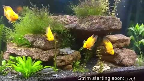 Snapshot of booker_baxton chatting on 19, 11, 2025 Booker Baxton online show from 19, 11, 2025