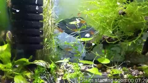 Snapshot of booker_baxton chatting on 23, 11, 2025 Booker Baxton online show from 23, 11, 2025