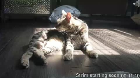 Snapshot of booker_baxton chatting on 2, 12, 2025 Booker Baxton online show from 2, 12, 2025