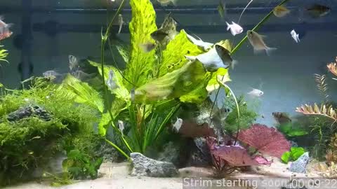 Snapshot of booker_baxton chatting on 3, 12, 2025 Booker Baxton online show from 3, 12, 2025