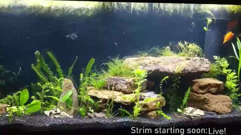 Snapshot of booker_baxton chatting on 4, 12, 2025 Booker Baxton online show from 4, 12, 2025