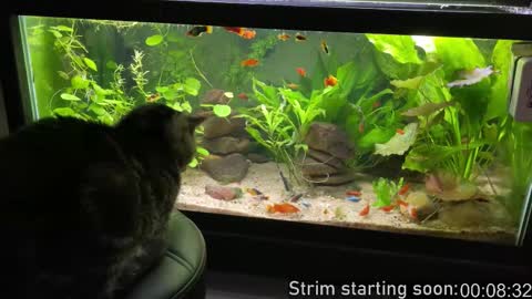 Snapshot of booker_baxton chatting on 5, 12, 2025 Booker Baxton online show from 5, 12, 2025