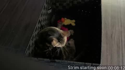 Booker Baxton online show from 24, 2, 2026