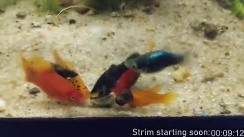 Booker Baxton online show from 26, 2, 2026