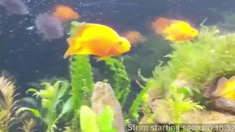 Booker Baxton online show from 27, 2, 2026