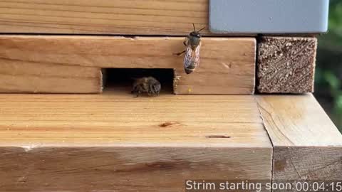 Booker Baxton online show from 4, 3, 2026