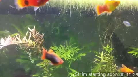 Booker Baxton online show from 7, 4, 2026