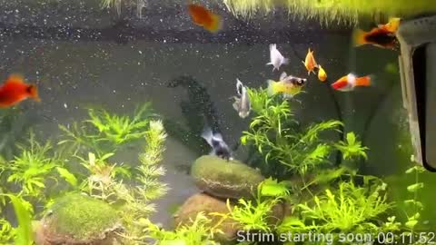 Booker Baxton online show from 12, 4, 2026