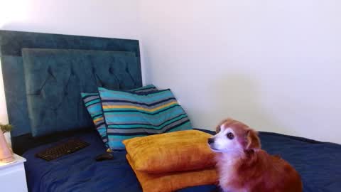 Cedrixx10 online show from 25, 10, 2025