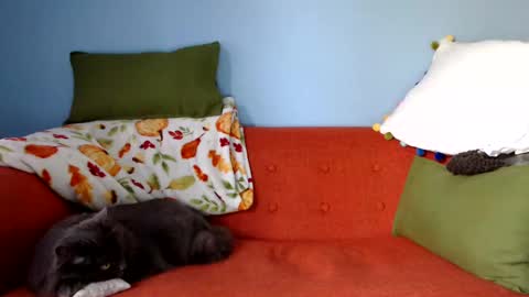 Chelsea online show from 23, 9, 2025