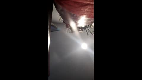 Snapshot of chocolateog_69 chatting on 23, 12, 2024 chocolateog 69 online show from 23, 12, 2024