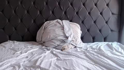 chubbydays online show from 3, 4, 2026