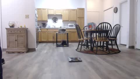 copper_crotch online show from 11, 1, 2026