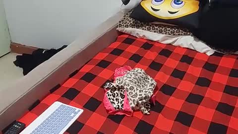 creamyhub online show from 1, 12, 2025