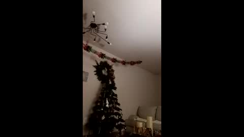 Bella online show from 23, 12, 2025