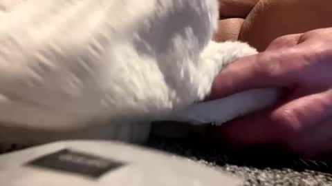 Aprilia online show from 25, 1, 2025