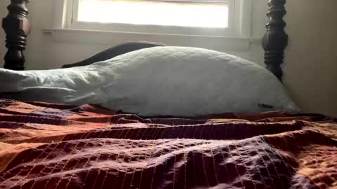 Curiousperformance online show from 4, 12, 2024