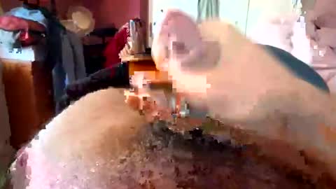 currocll online show from 6, 10, 2025