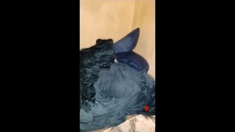 Lucifina ganja kittens online show from 11, 1, 2026