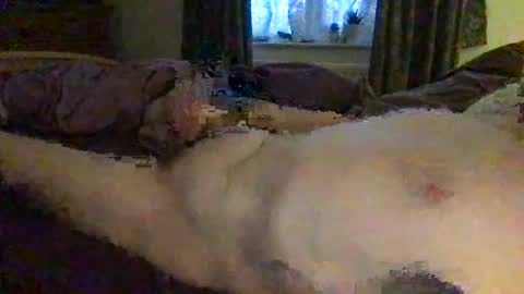 Snapshot of daddymoans4u chatting on 11, 12, 2024 daddymoans4u online show from 11, 12, 2024