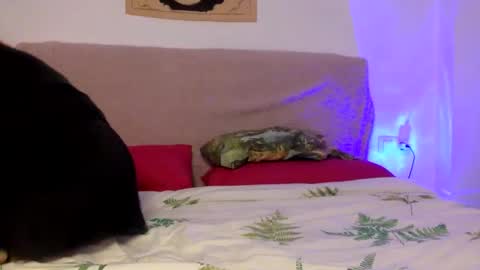 dafnesqueeze online show from 7, 1, 2025