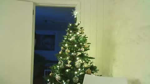 Snapshot of dartanjanas chatting on 25, 12, 2024 Dario online show from 25, 12, 2024