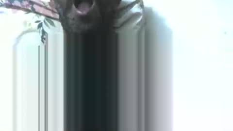 dick rus online show from 9, 1, 2026