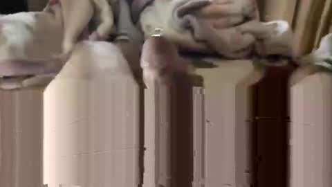 Snapshot of django_911 chatting on 3, 1, 2025 django_911 online show from 3, 1, 2025