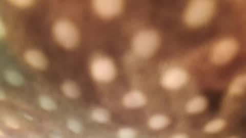 Alex online show from 29, 1, 2025