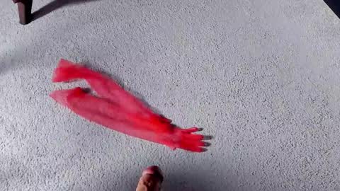 Dorothy Next stream on Monday at 3am-9am online show from 27, 3, 2026