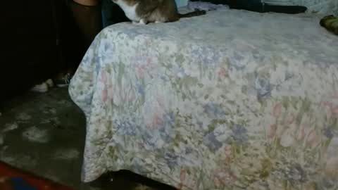 dreamreal online show from 30, 10, 2025