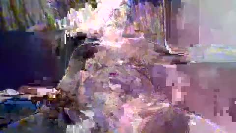 Naaktloper online show from 10, 2, 2026